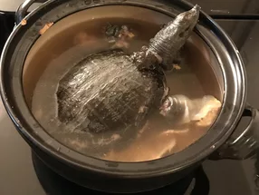 月与寿鳖 5